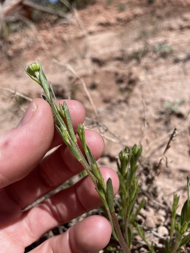 Image of Erigeron rhizomatus by (c) Martin Purdy, some rights reserved (CC BY)