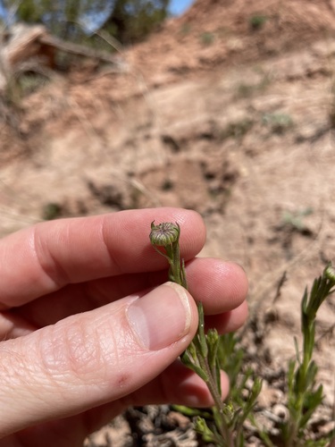 Image of Erigeron rhizomatus by (c) Martin Purdy, some rights reserved (CC BY)