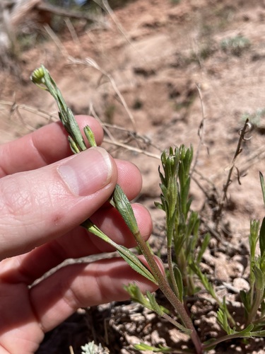 Image of Erigeron rhizomatus by (c) Martin Purdy, some rights reserved (CC BY)