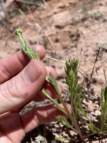 Image of Erigeron rhizomatus by (c) Martin Purdy, some rights reserved (CC BY)