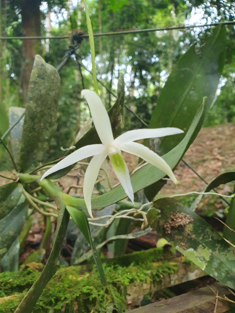 Angraecum reygaertii