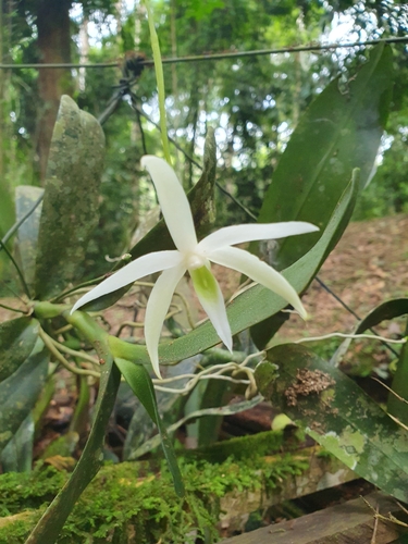 Angraecum reygaertii image