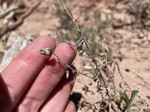 Image of Xanthisma grindelioides by (c) Martin Purdy, some rights reserved (CC BY)