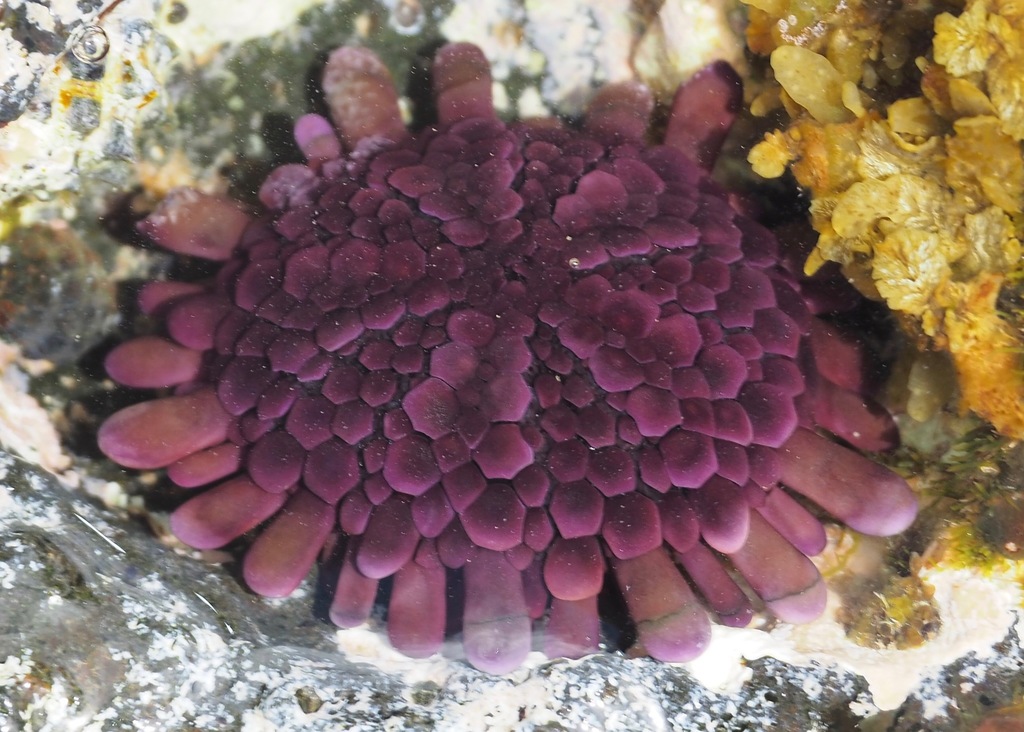Colobocentrotus atratus