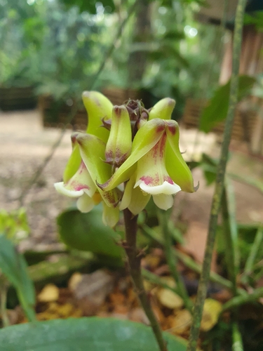 Polystachya galeata