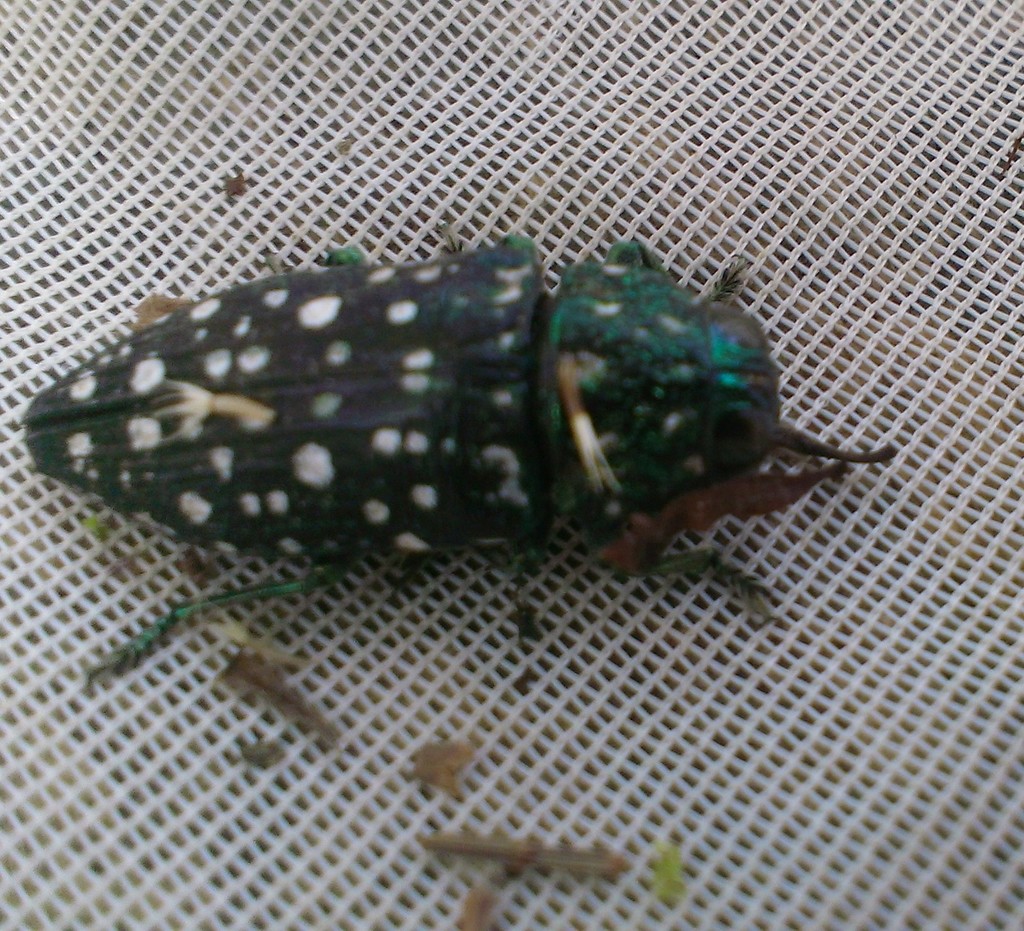 Dicercomorpha