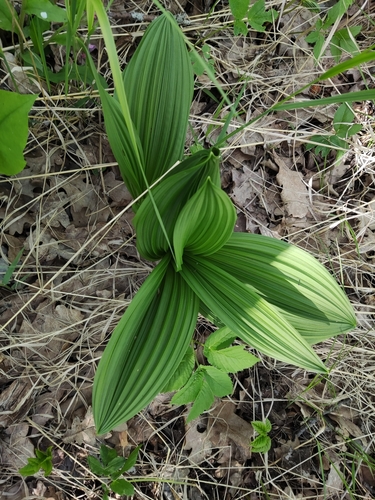 Black False-hellebore