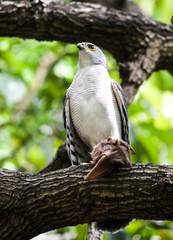 Accipiter tachiro