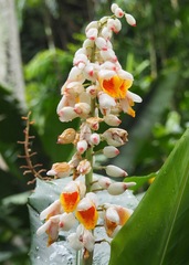 Alpinia nutans