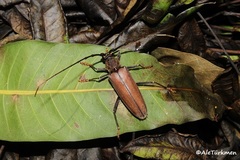 Juiaparus mexicanus