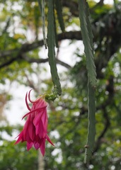Disocactus