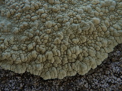 Protoparmeliopsis pinguis