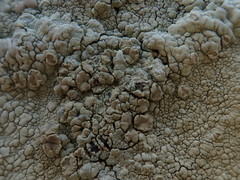 Protoparmeliopsis pinguis