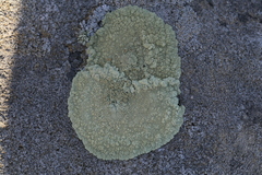 Protoparmeliopsis pinguis