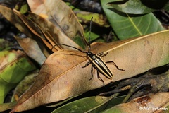 Sphaenothecus trilineatus