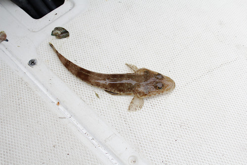 Platycephalus speculator