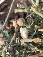 Convolvulus trabutianus image