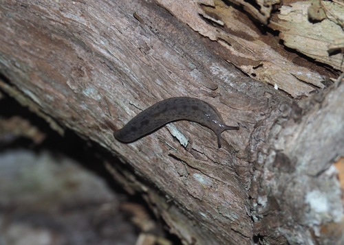 Meghimatium bilineatum