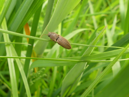 Lined Click Beetle, 2403 Alphen aan den Rijn, Netherlands, photo 7 of 10