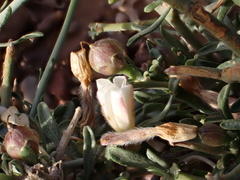 Convolvulus trabutianus image