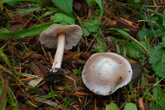 Inocybe albodisca