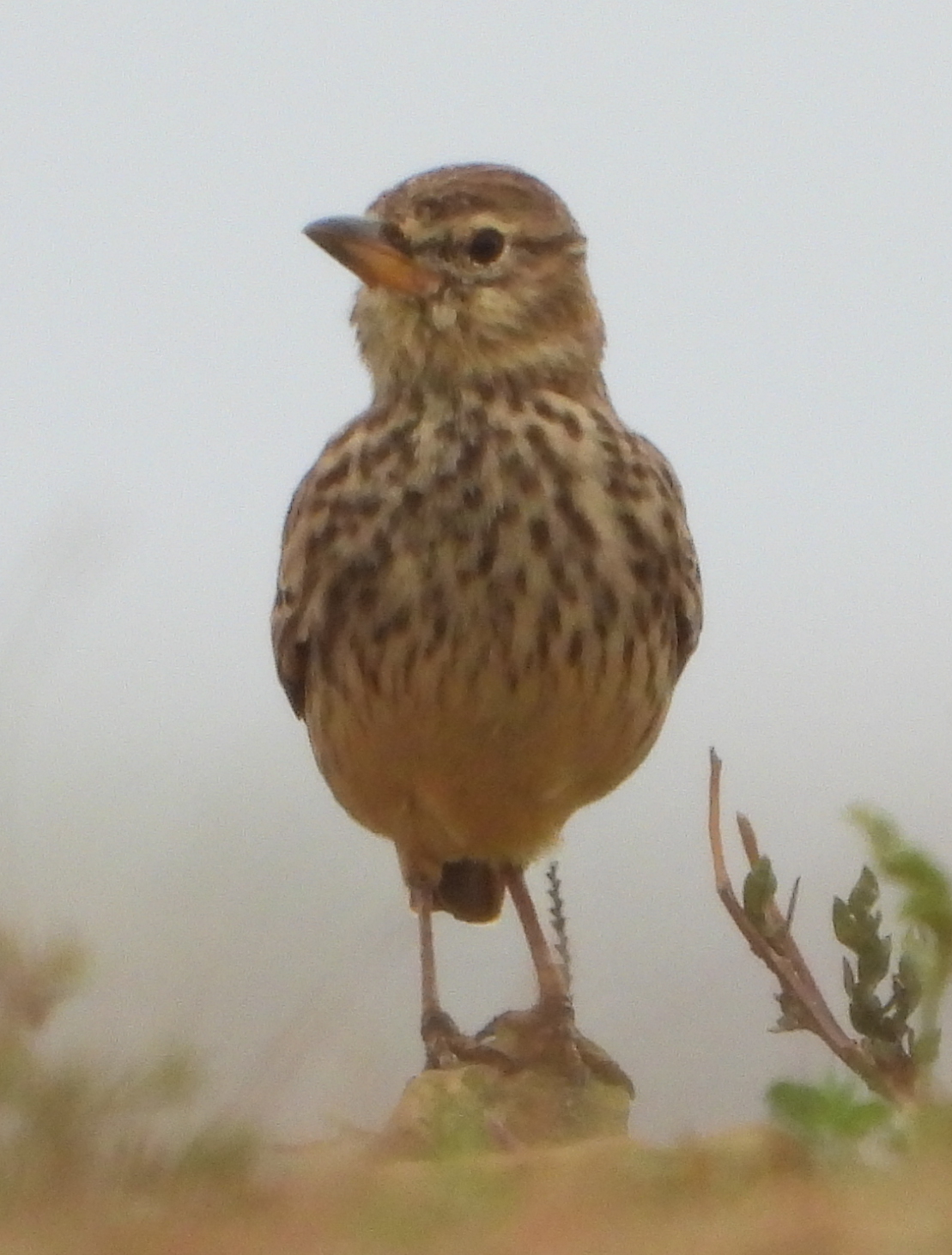Large-billed Lark illustration