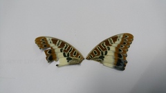 Charaxes brutus natalensis