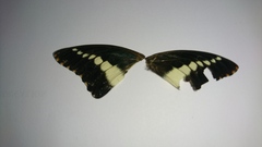 Charaxes brutus natalensis