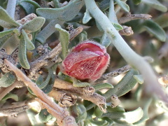 Convolvulus trabutianus image