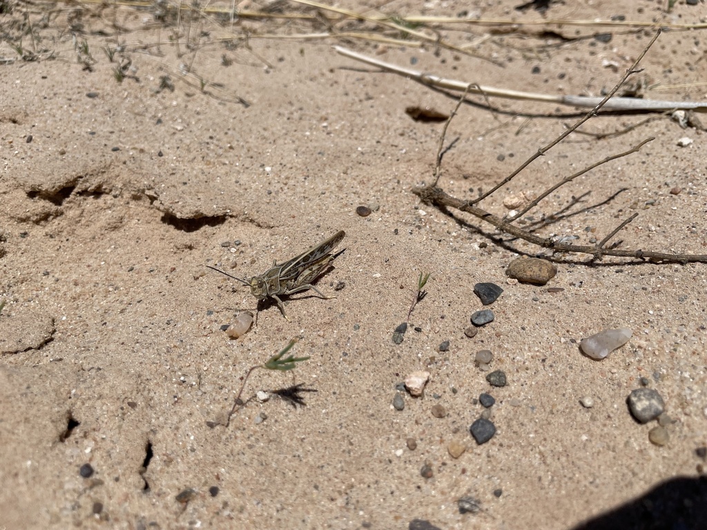 Sandhills Band-wing Grasshopper
