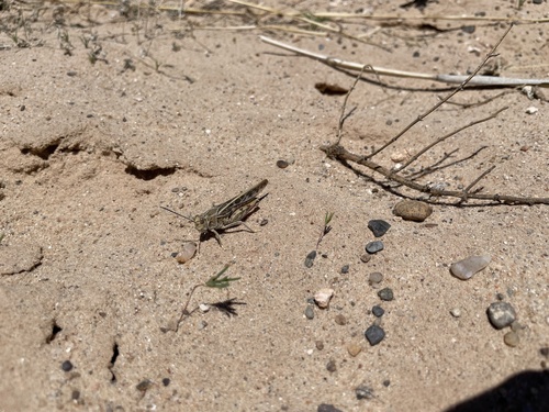Sandhills Band-wing Grasshopper