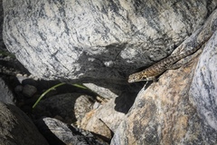Sceloporus hunsakeri