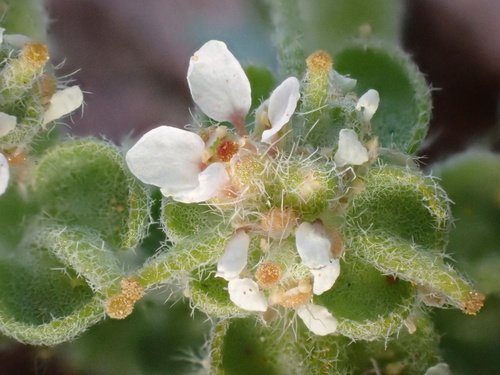 true rose of Jericho