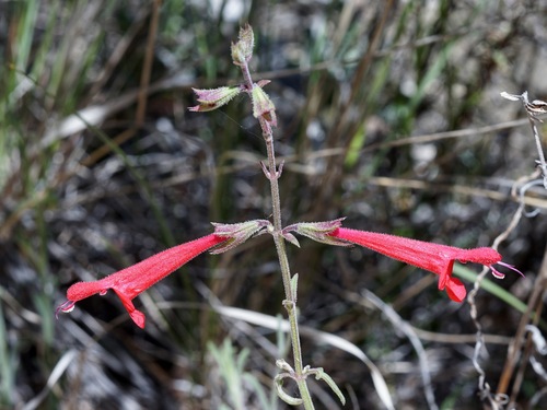 Image of Salvia henryi by (c) Andrew Tree, some rights reserved (CC BY)