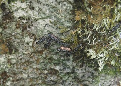 Leptogenys falcigera