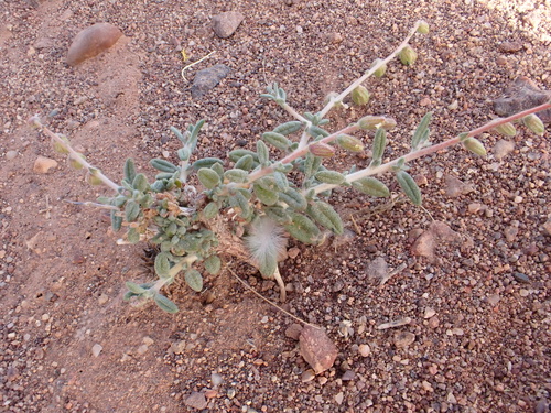 Helianthemum lippii image