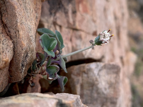 Curio articulatus (L.fil.) P.V.Heath