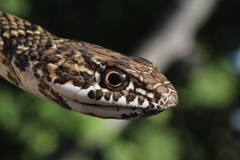 Masticophis fuliginosus