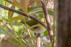 Zosterops erythropleurus