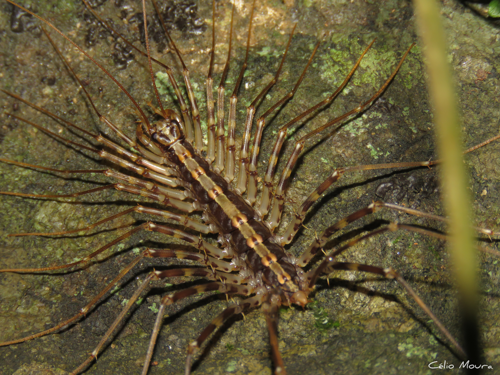 ciempiés patón (Sphendononema guildingii) · NaturaLista Colombia