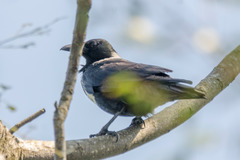 Corvus pectoralis