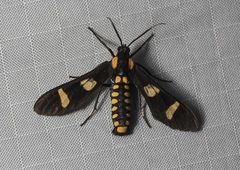 Phoenicoprocta hampsonii