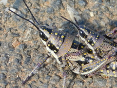 Monistria pustulifera