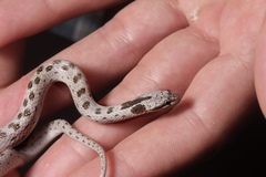 Hypsiglena ochrorhynchus ochrorhynchus
