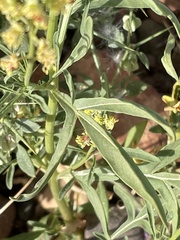 Reseda lutea image