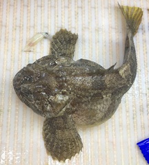 Hemitripterus americanus