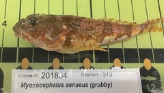 Myoxocephalus aenaeus