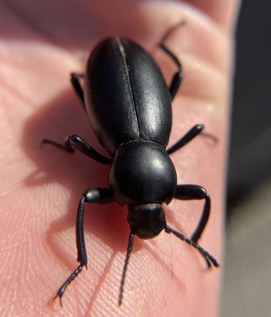 Eleodes gigantea