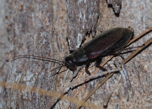 Pacific Beetle Cockroach photo 6
