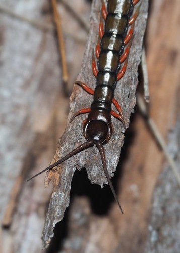 Pacific Giant Centipede